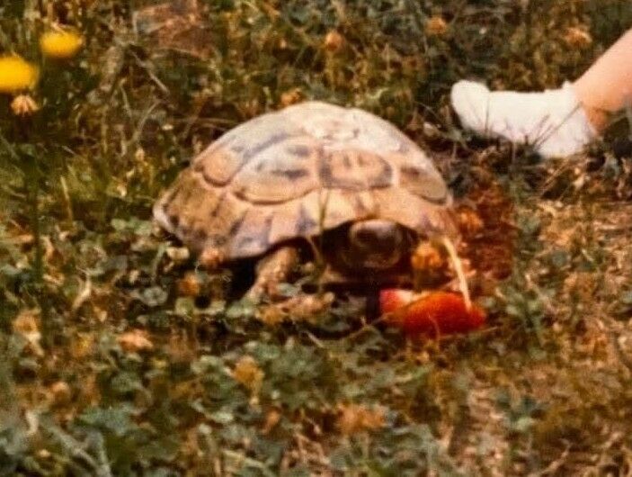 Tortue perdue! | Mairie d'Odos