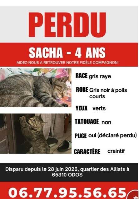 Chat perdu 2