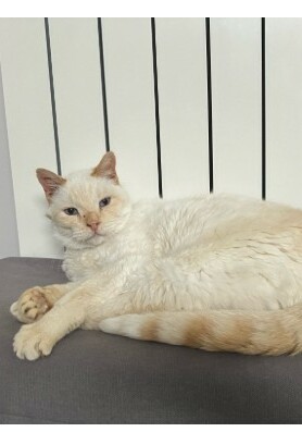 chat 4