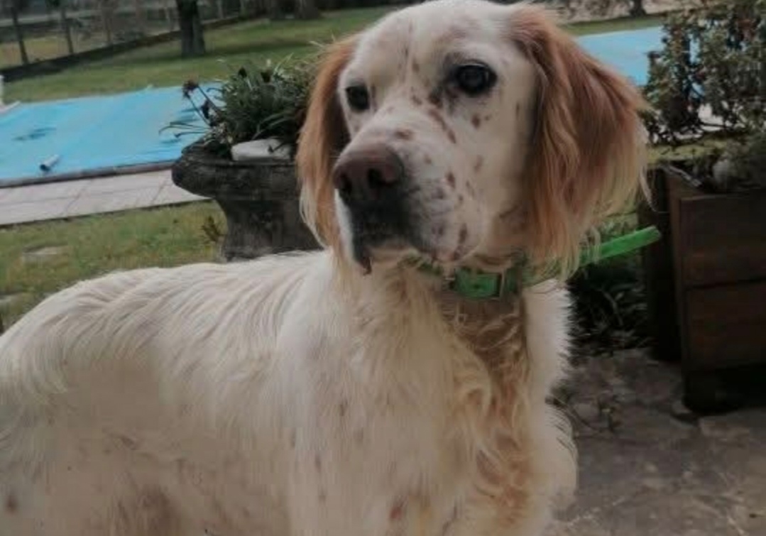 chien